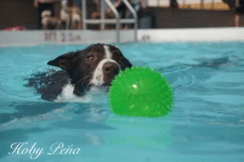 a dog in the water, playing with a frisbee