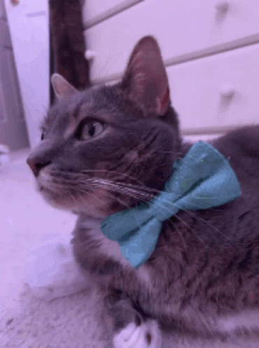 there is a cat wearing a yellow bow tie