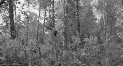 a black and white po of the woods looking through trees