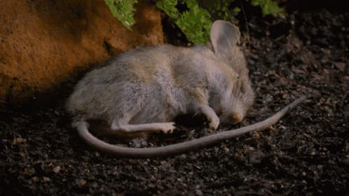 a small gray rat is curled up under a tree
