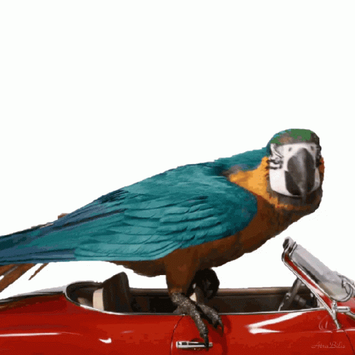 blue and green bird sitting on top of a blue car