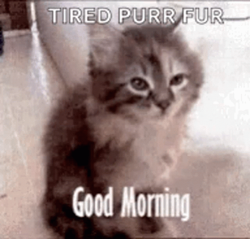 a kitten is looking to its right and there is the caption that says, good morning