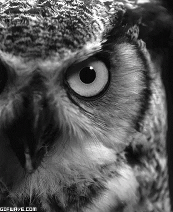 a big black and white picture of an owl's face