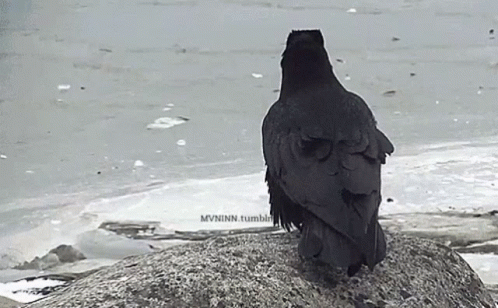 a black bird with a skull on top of some rocks