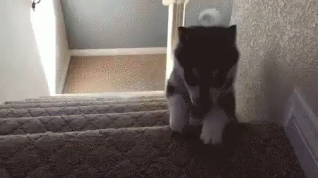 black and white cat standing in front of some stairs