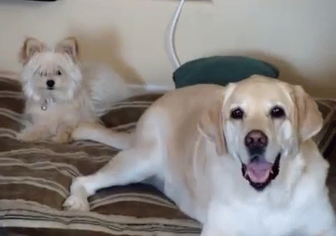 a white dog laying on a bed next to another dog