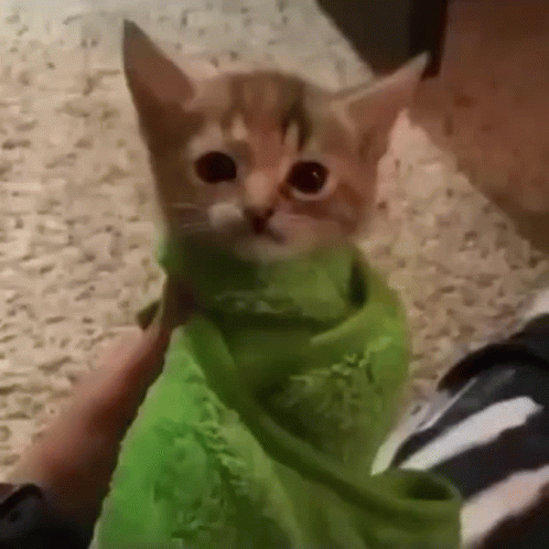 the kitten is wearing a green towel with eyes wide open