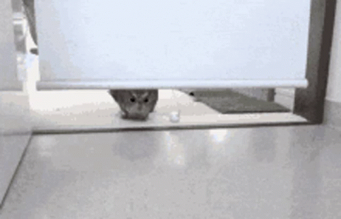 cat hiding behind a counter under a white awning