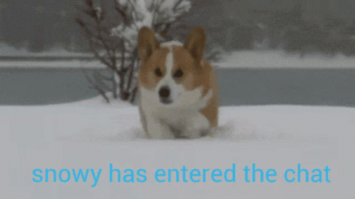a dog walks on the snow covered ground