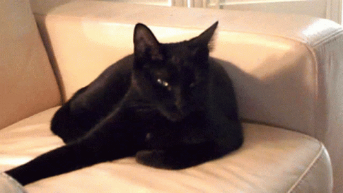 a black cat sits on a white chair
