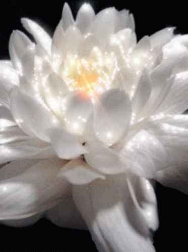 white water lily with some light spots on its middle