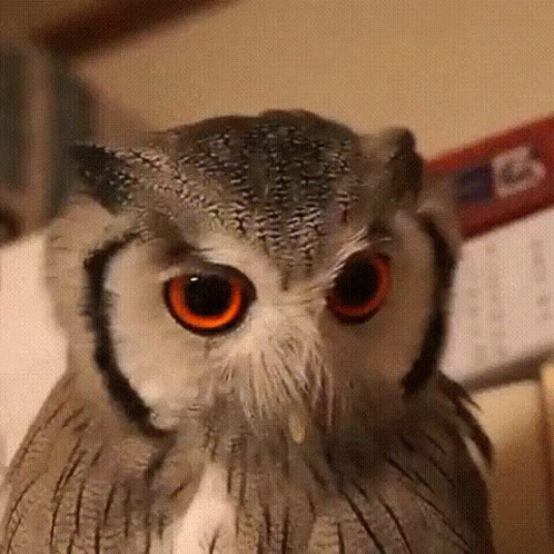 an owl with blue eyes is wearing glasses