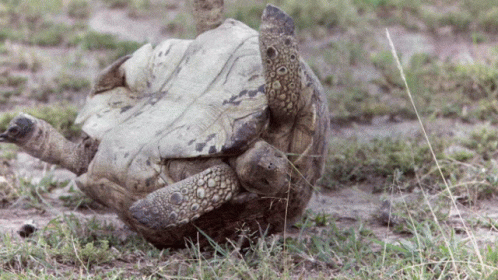 a turtle with a large, brown shell laying on its back