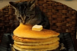 a cat sitting on a chair next to a stack of blue pancake