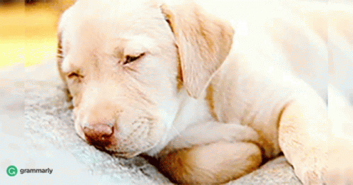 white puppy on blanket laying by pool with eyes closed