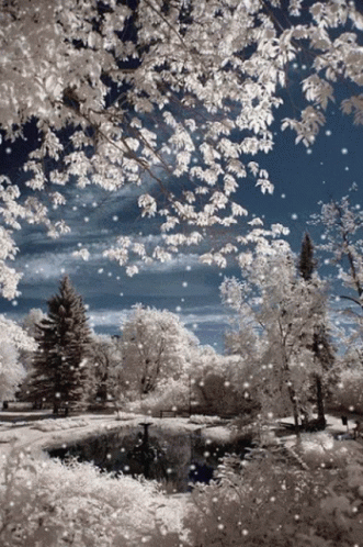 infrared pograph of snow falling on the trees