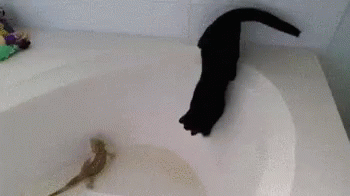 a black cat is laying in a bathtub full of water