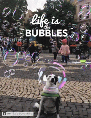 a dog sits in front of a bunch of bubbles