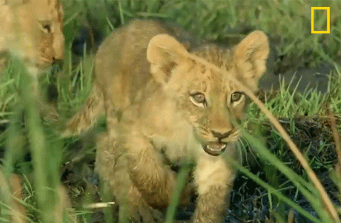 two baby lions walk through some grass