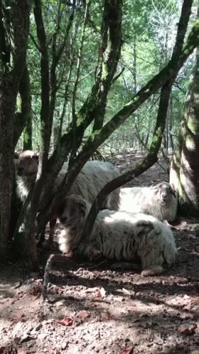 two sheep that are sitting under some trees