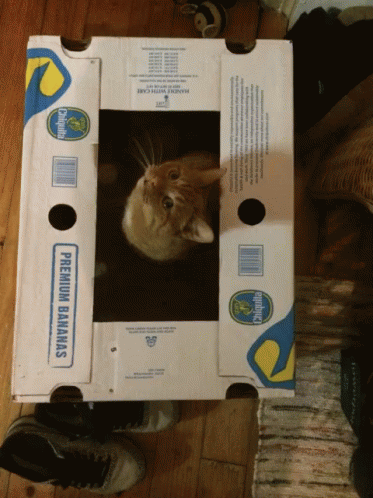 a cat inside of a small box on the floor