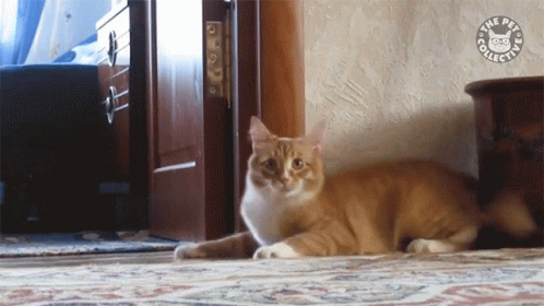 a cat lying on a rug in front of a doorway