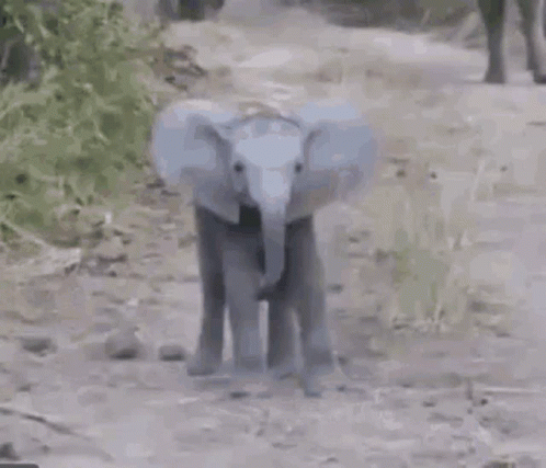 two elephants are in a dirt area