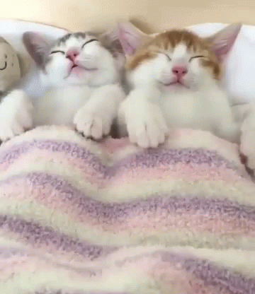 two cats sleeping together on a blanket