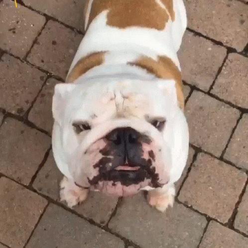 an english bulldog is standing on a tiled ground