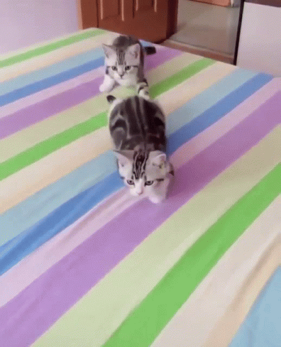 two grey cats walking around on a multicolored bedspread