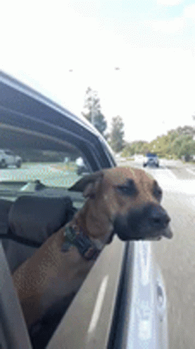 a dog sitting behind the steering wheel of a car