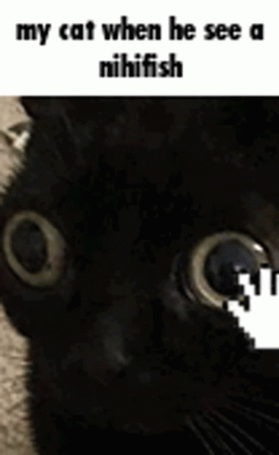 a black cat with huge eyes and text reading my cat when he see a ninjafish