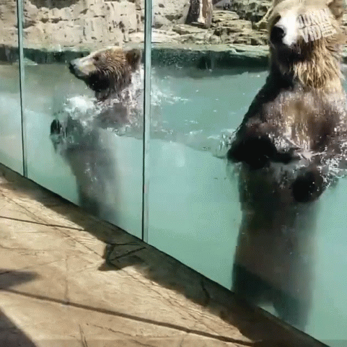 two bears in the water by some mirrors