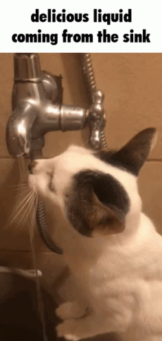 a cat getting a shower from a faucet