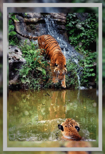 two pictures of a blue tiger in water