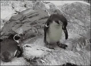 penguins that are sitting on a rocky outcropping