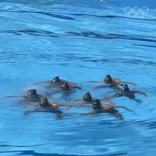eight ducks swim in the shallow water