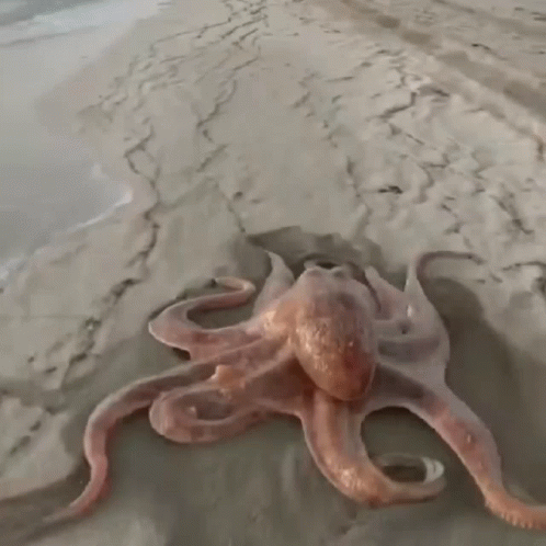a blue octo that is laying in the sand