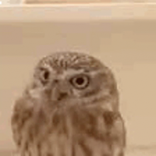 a owl staring towards the camera with an open mouth