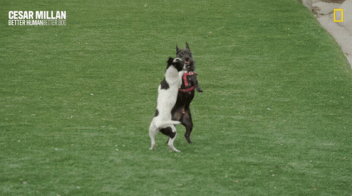 a dog leaping up to catch a frisbee