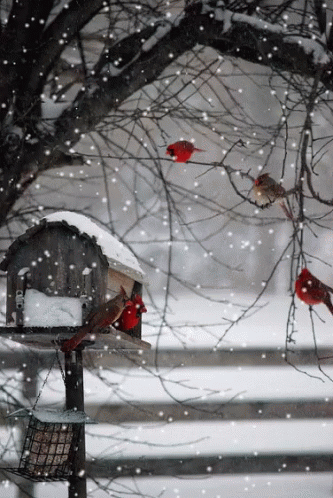 birds are sitting on bird houses in the snow