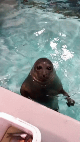 a seal sitting in water next to a boat