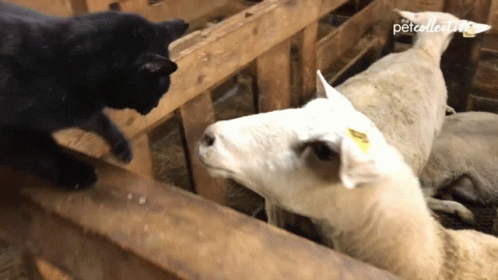 a cat and a sheep looking through a wooden fence