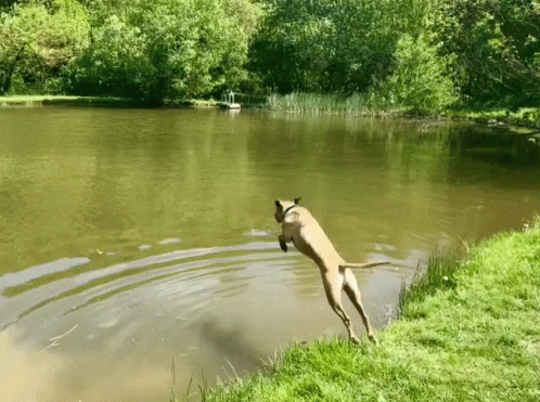 dog jumping in a lake to get to the water