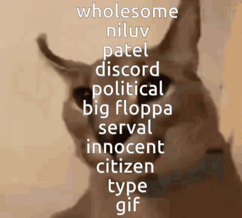 a cat with the text which says whom is in an italian language