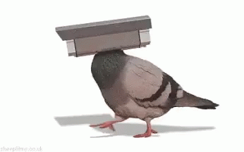 a bird with a paper box on its head