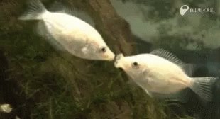 two white fish near a tree on the ground