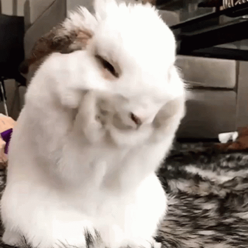 a close up of a bunny with its hand on it's face