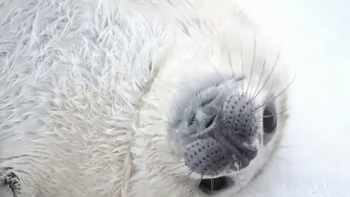 this is a polar bear nose with fuzzy fur on it