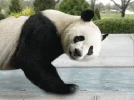 there is a panda that is standing up